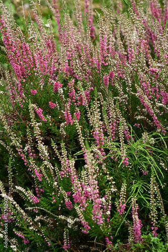 Common heather (calluna vulgaris) in wild . Small honey forest plant and ornamental garden plant.