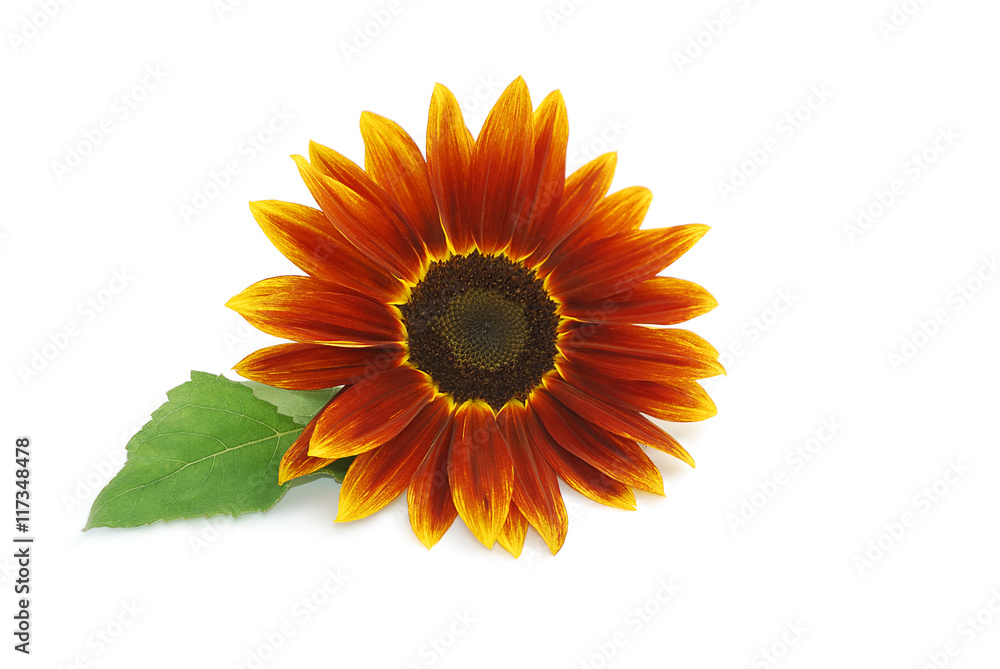 Fototapeta premium Sonnenblume