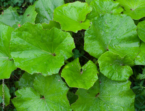 Coltsfoot wet leaves in rainy day. Foalfoot background. Foalfoot texture. 
