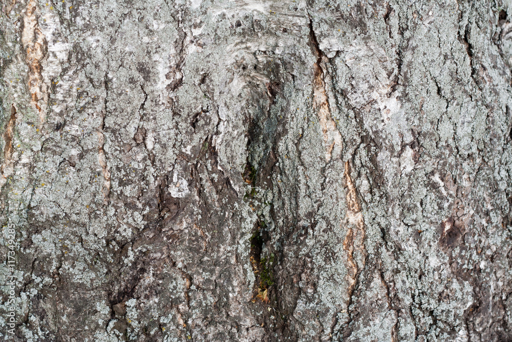 Old tree bark, trunk texture background detail. Old tree bark, trunk texture background detail.