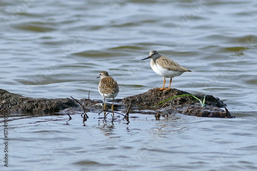 Sandpipers of different types together on Yamal
