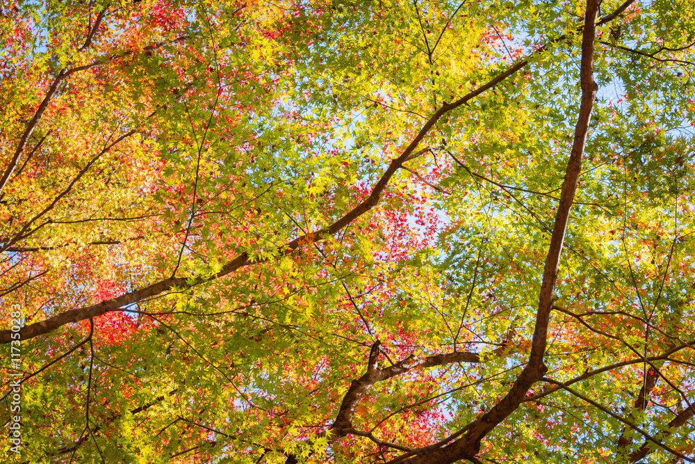 Red maple tree in forest in fall, Beautiful autumn background. Red maple tree in forest in fall, Beautiful autumn background.