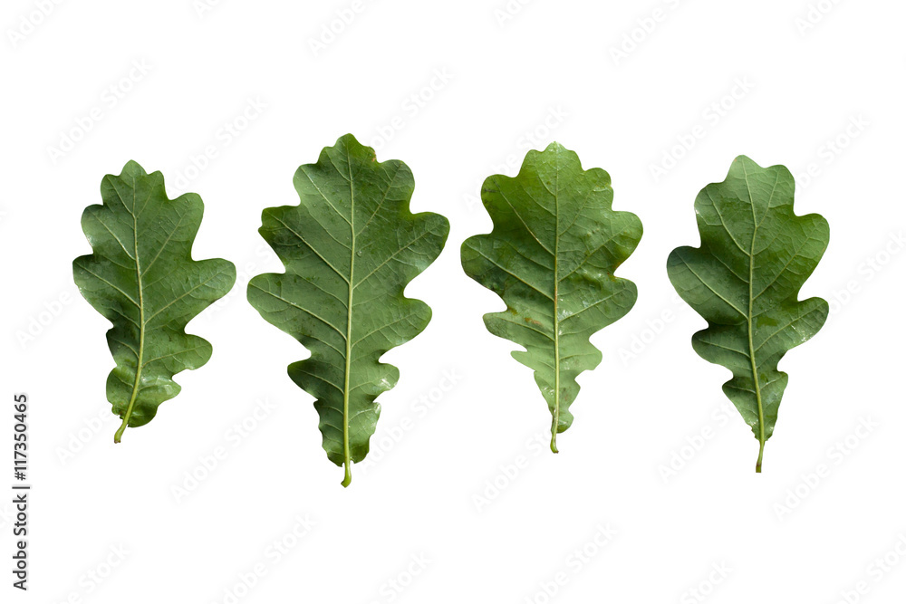 Set of green wet oak leaves in perspective isolated on white background, downside Set of green wet oak leaves in perspective isolated on white background, downside