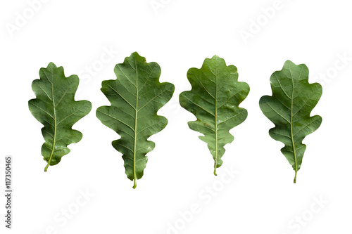 Set of green wet oak leaves in perspective isolated on white background  downside
