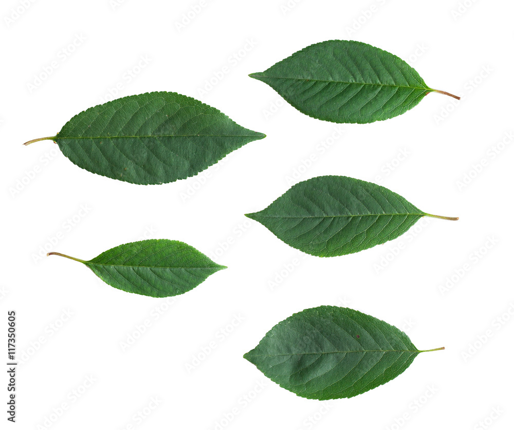 Obraz premium Cherry tree leaves isolated on white background