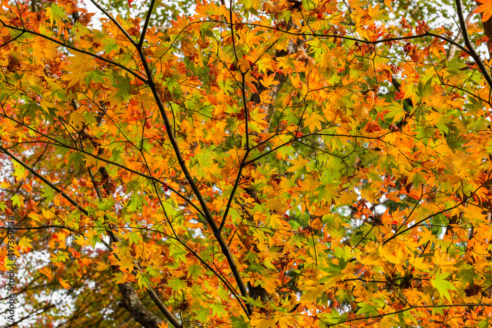 Red maple tree in forest in fall, Beautiful autumn background.