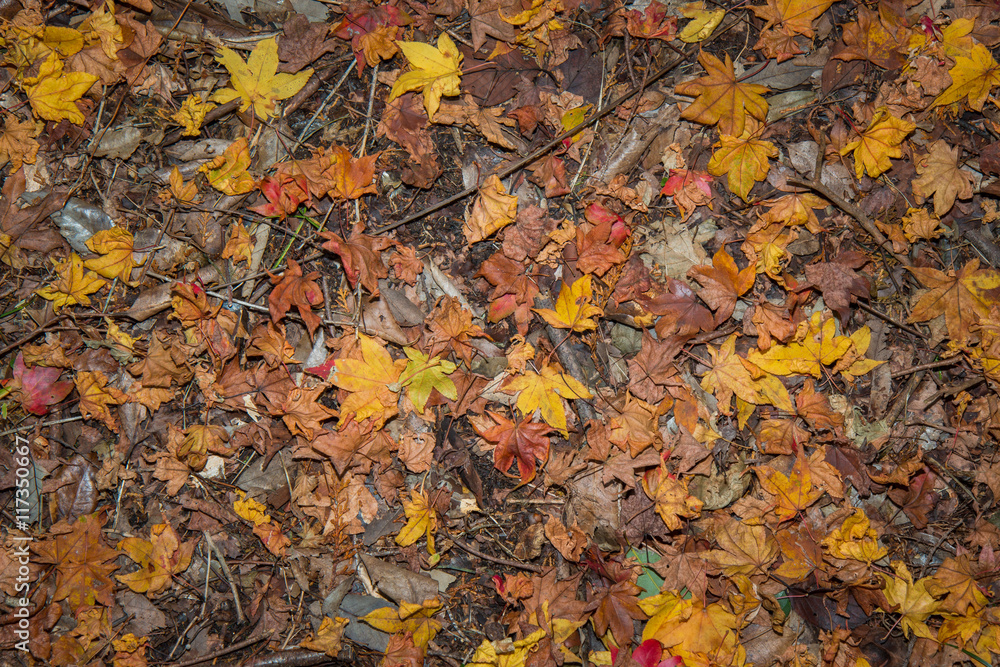 Colorful autumn leaves on the ground, autumn background.