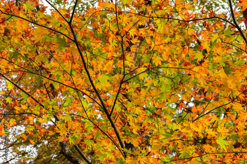 Red maple tree in forest in fall  Beautiful autumn background.