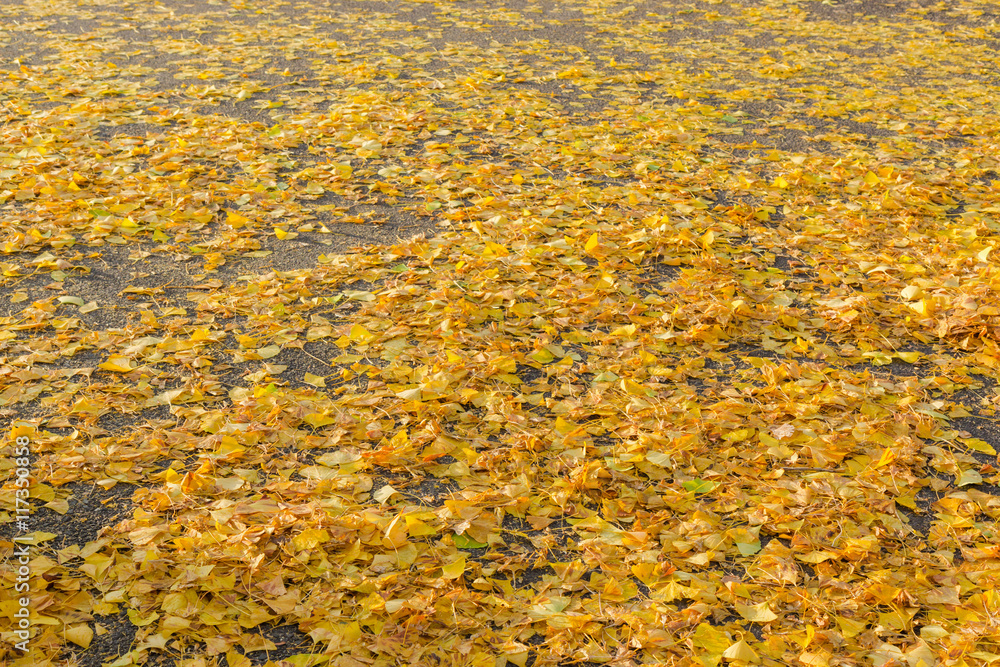 Colorful ginkgo leaves on the ground concept autumn background. Colorful ginkgo leaves on the ground concept autumn background.