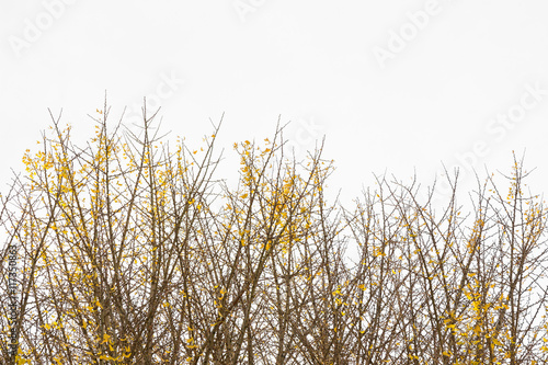 Colorful ginkgo leaves on white background.