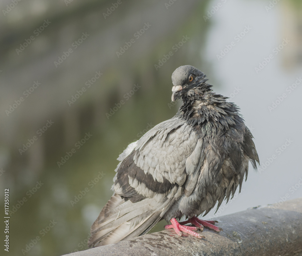 Obraz premium Grey city pigeon