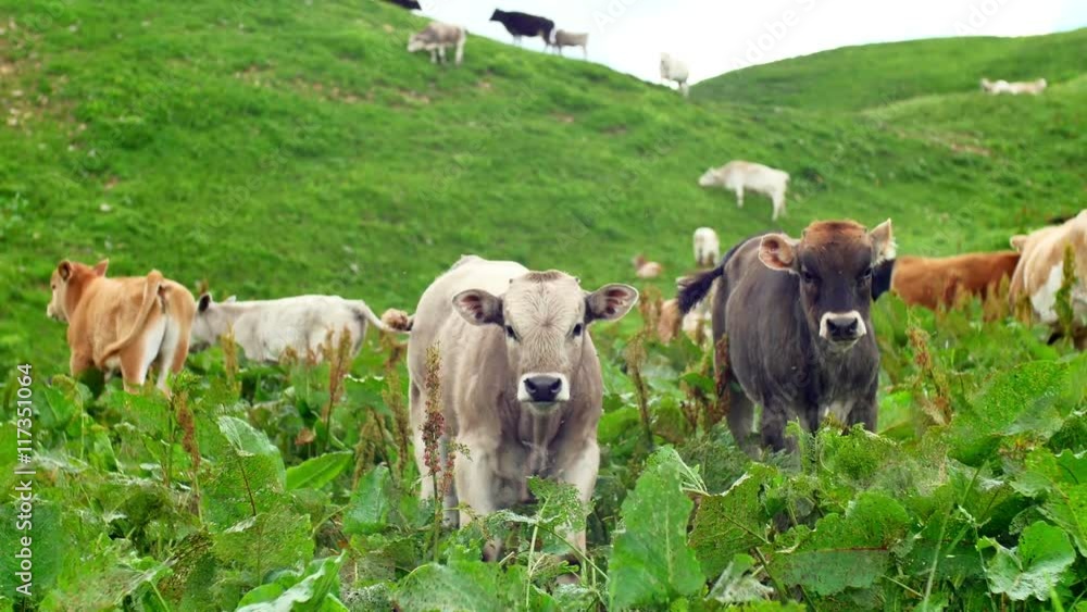 young cows graze on a green meadow with tall grass and looking at the camera young cows graze on a green meadow with tall grass and looking at the camera