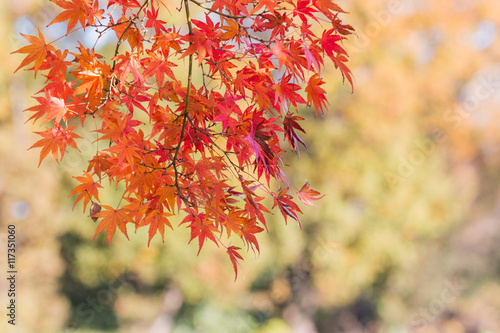 Red maple tree in forest in fall, Beautiful autumn background.