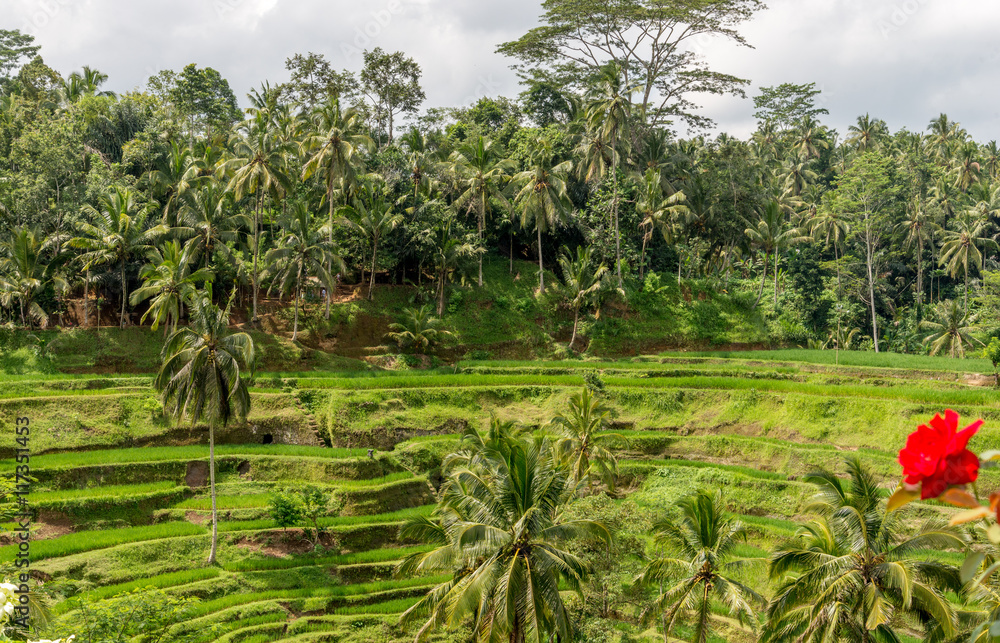 ubud rice paddy fields