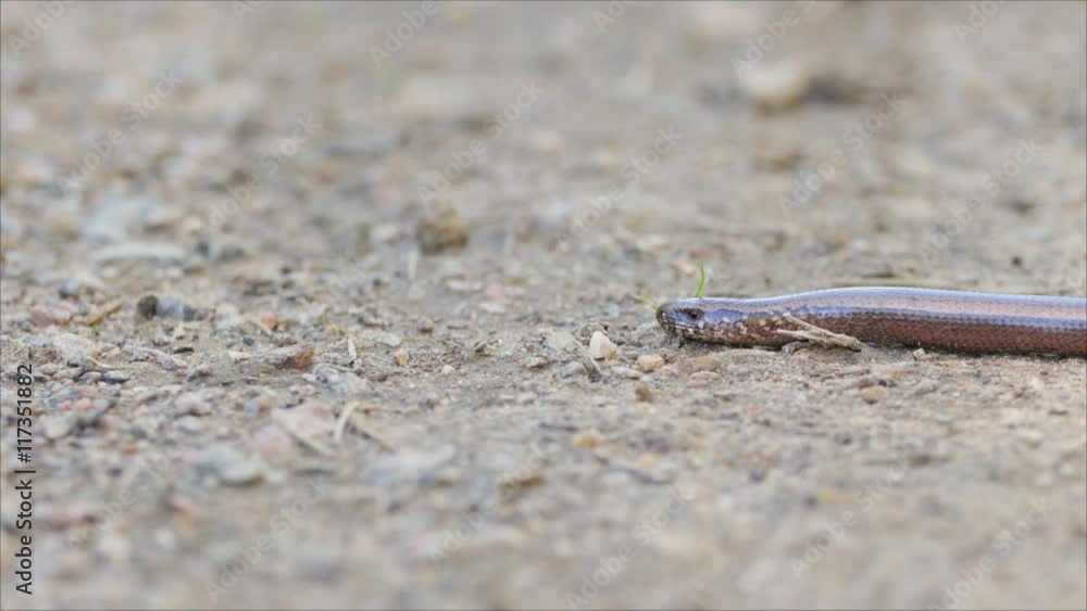 A slow worm (Anguis fragilis or blindworm) is slowly moving aorund on the ground, sticking its tongue out. Location: Falun, Dalarna, Sweden. A slow worm (Anguis fragilis or blindworm) is slowly moving aorund on the ground, sticking its tongue out. Location: Falun, Dalarna, Sweden.