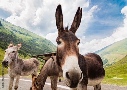 Funny donkey on road