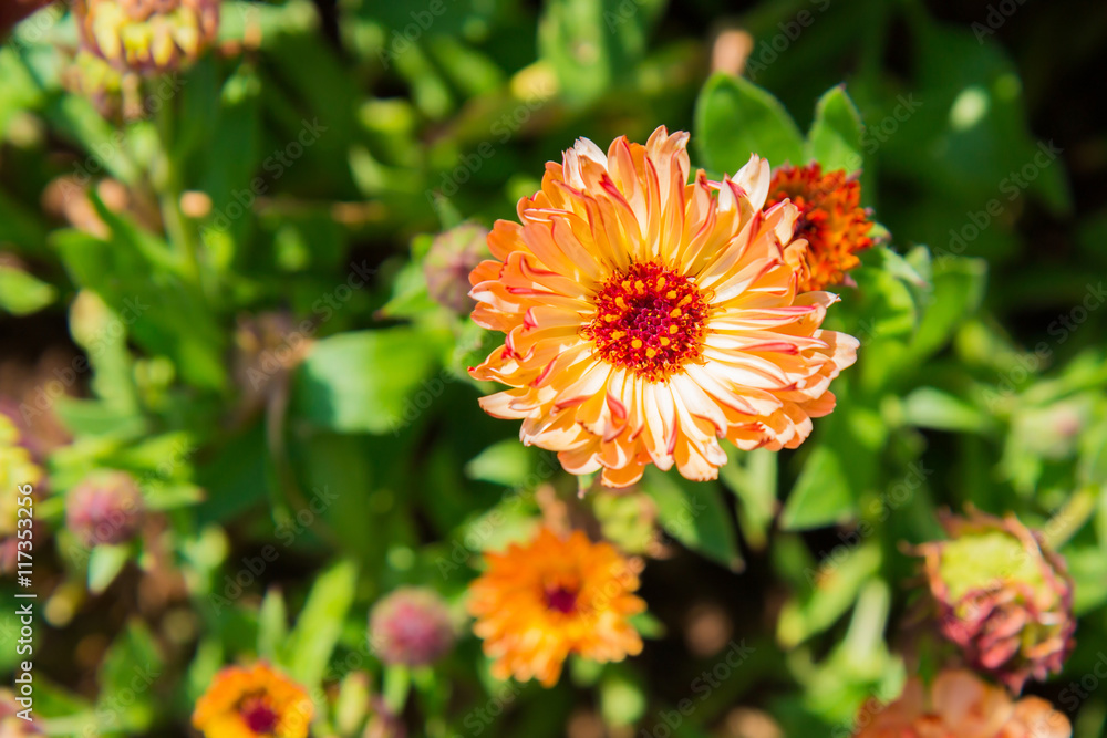 Gerbera Daisy flower in flower garden on top view. Gerbera Daisy flower in flower garden on top view.