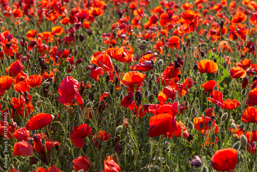 Naklejka premium Blooming field of red poppies.