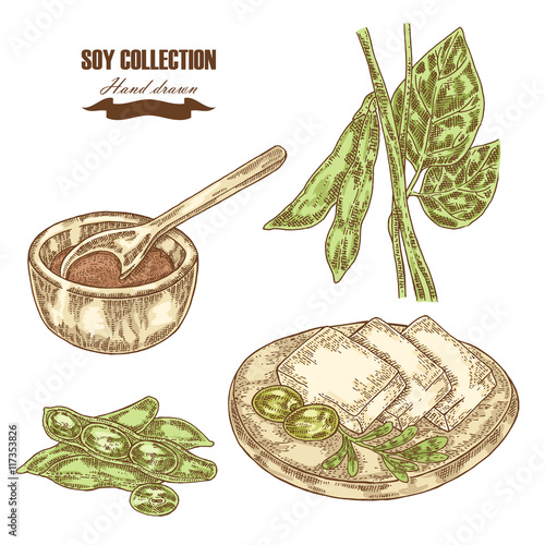 Hand drawn soy plant, soybeans and tofu. Vector illustration