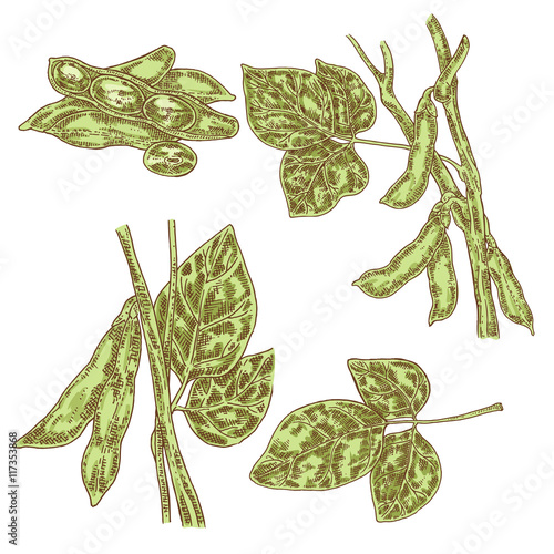 Hand drawn soy set. Vector illustration soy plant and soybeans