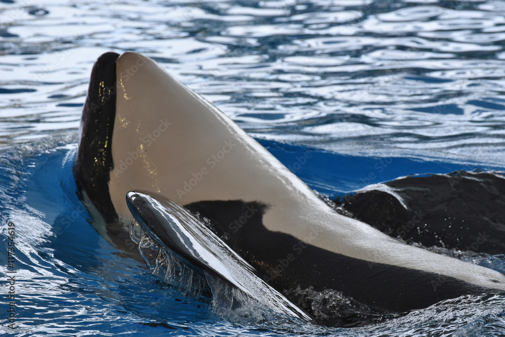 Obraz premium Killer whale