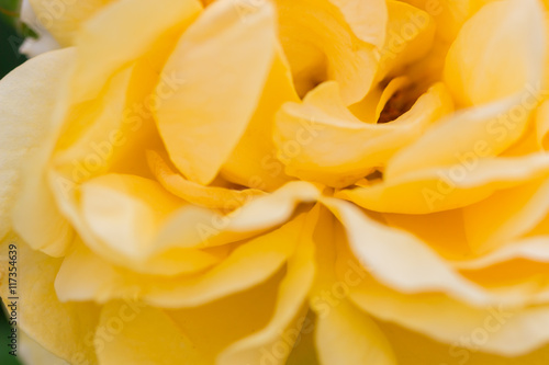 close up yellow rose texture with soft focus.