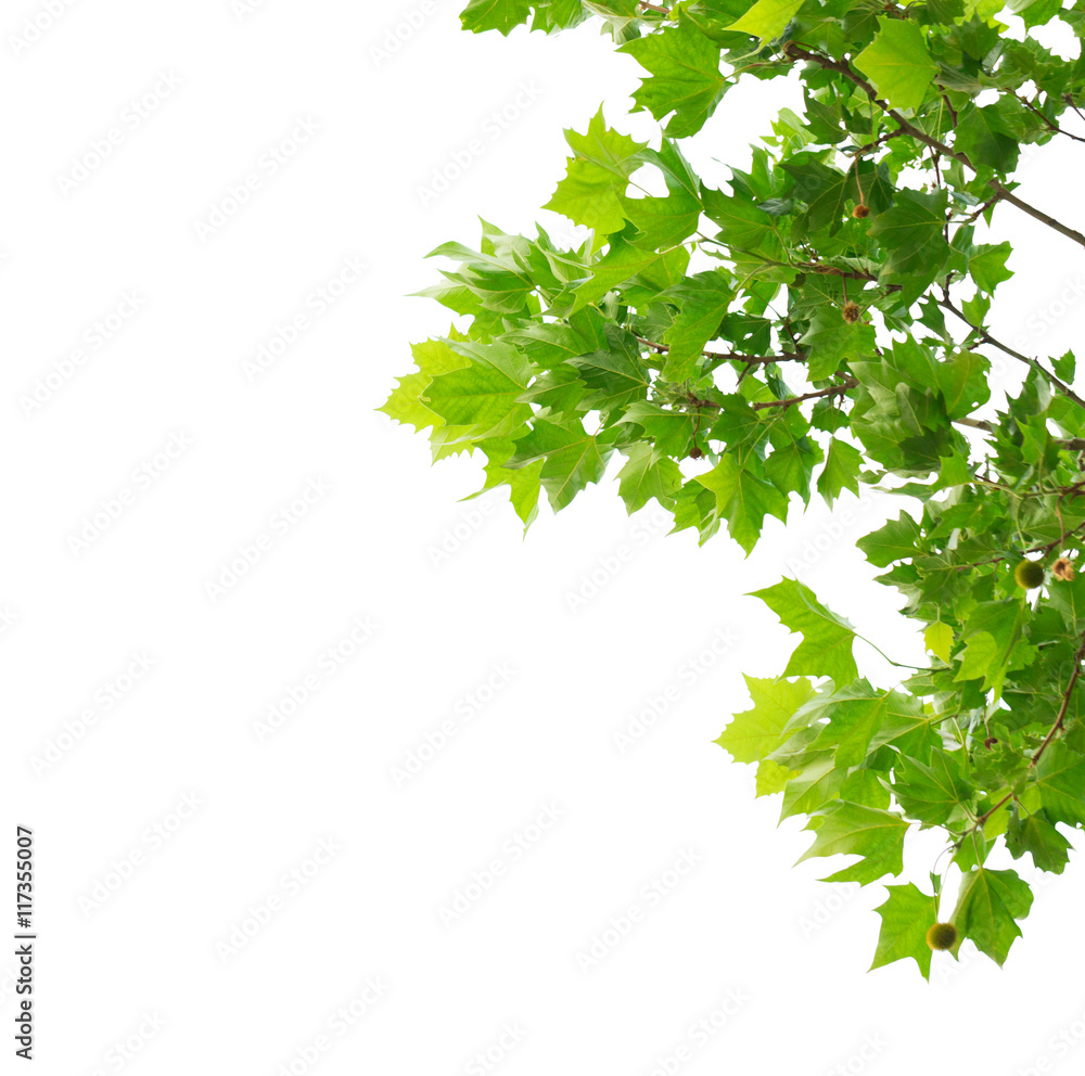 Fototapeta premium Green maple leaves isolated on white background.