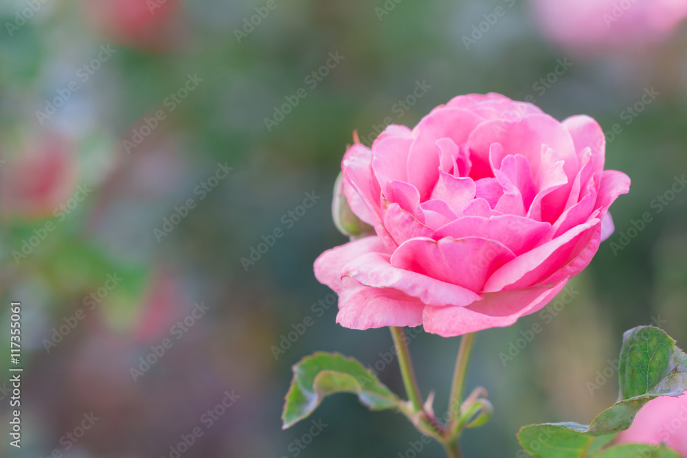 Beautiful pink rose with green leaf in flower garden.