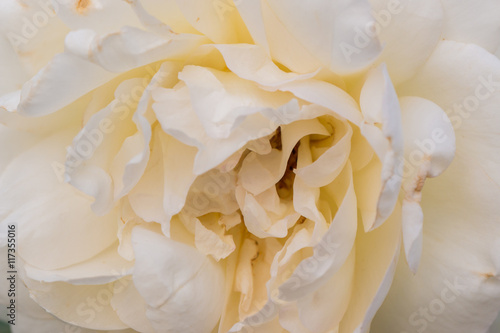 close up white rose texture with soft focus.