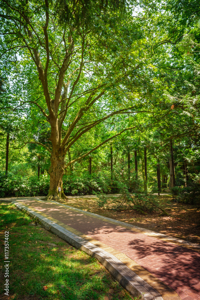 Summer landscape in tropical garden. Arboretum of Sochi, Russia. Summer landscape in tropical garden. Arboretum of Sochi, Russia.
