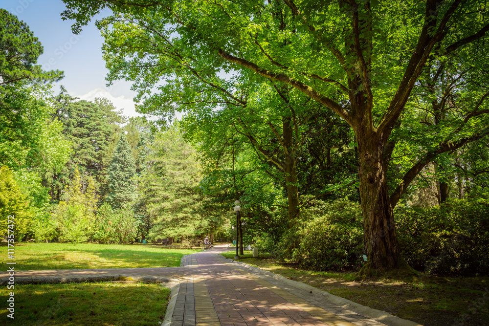 Summer landscape in tropical garden. Arboretum of Sochi, Russia. Summer landscape in tropical garden. Arboretum of Sochi, Russia.