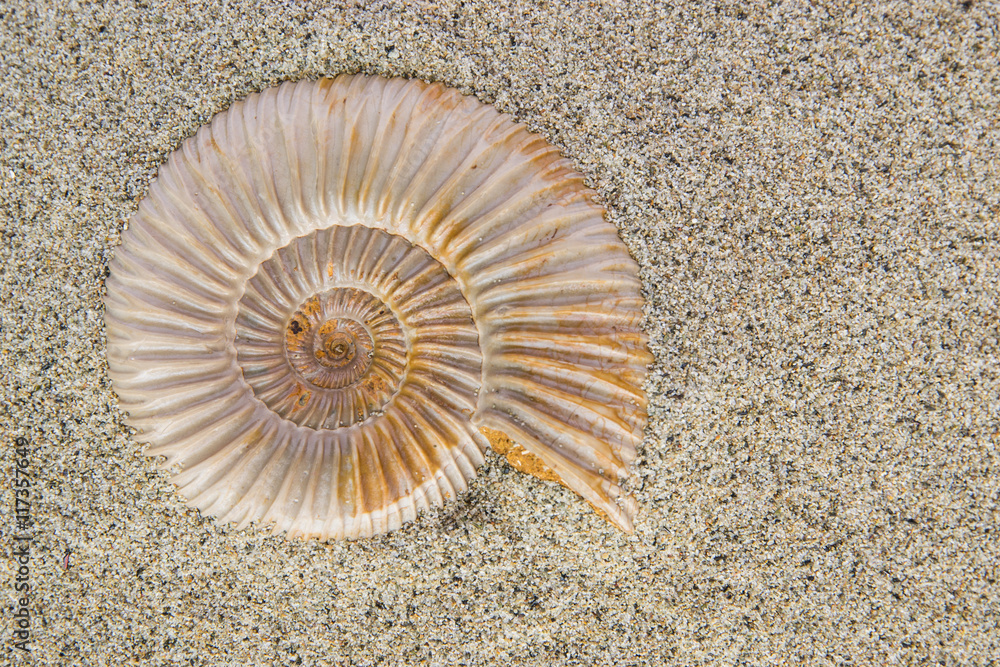 Perisphinctes, ammonite fossile sulla sabbia Perisphinctes, ammonite fossile sulla sabbia