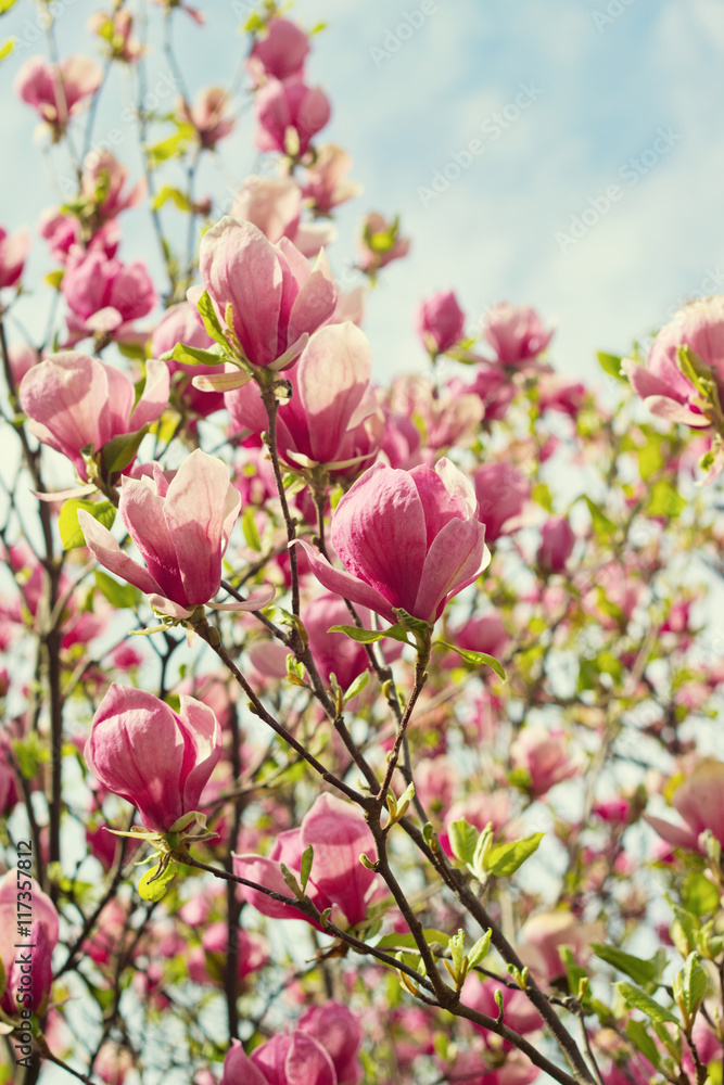 Flowers of magnolia tree over blue sky Flowers of magnolia tree over blue sky