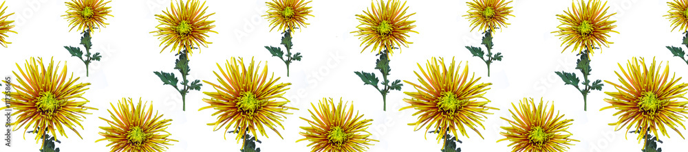 header panorama pattern flower green chrysanthemum header panorama pattern flower green chrysanthemum
