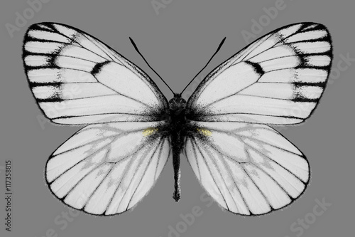 Butterfly Metaporia leucodice on a gray background