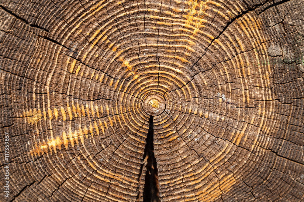 Fototapeta premium przekrój starego pnia dębu