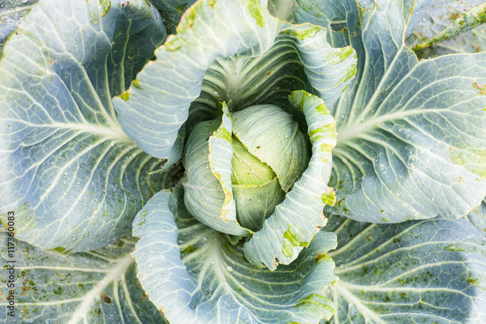 Obraz premium cabbagehead of white cabbage in garden after rain