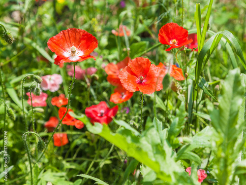 meadow with green grass and red poppy flowers