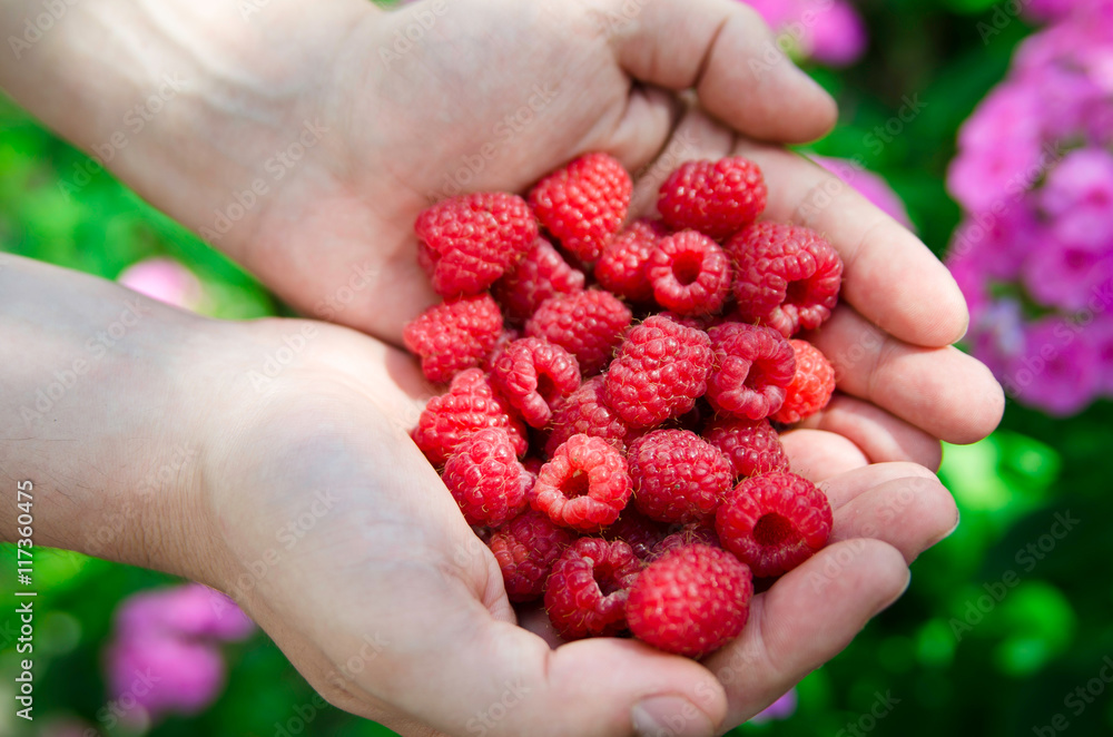 Red ripe raspberry berries in hands Red ripe raspberry berries in hands