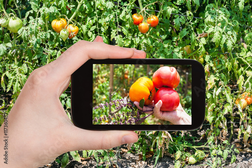 harvesting of tomatoes in garden on smartphone