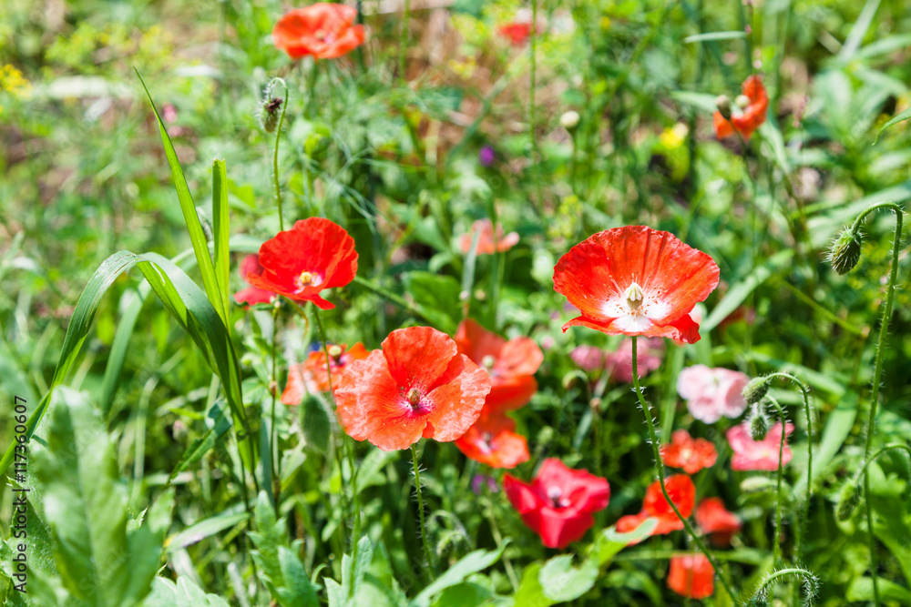 green meadow with red poppy flowers in summer