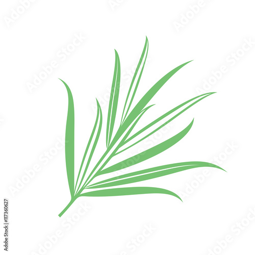Rosemary 