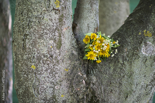 White and yellow Chamomile flowers bouquet on a tree