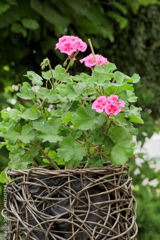Beautiful bright Pink flowers in wood basket outdoor