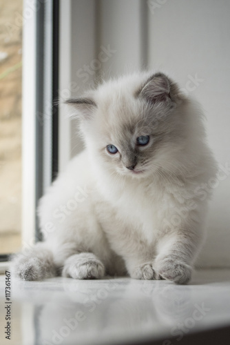 Ragdoll Kitten