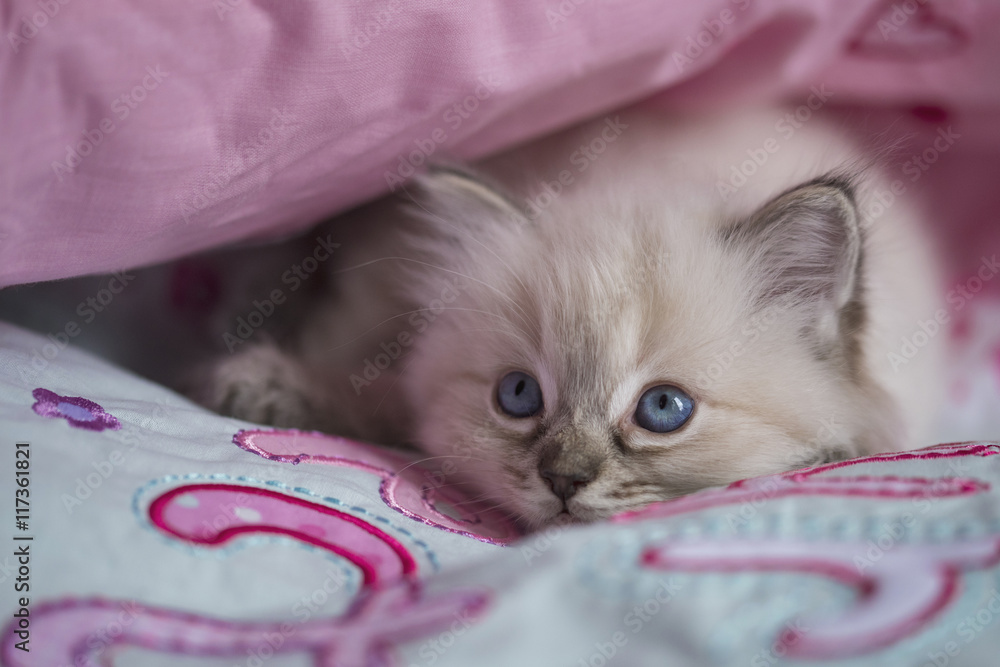 Obraz premium Ragdoll Kitten