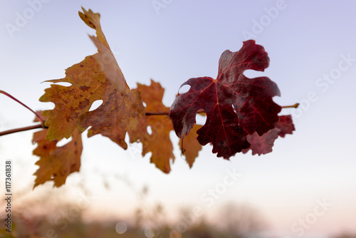 Mid Autumn orange and red leaves close-up