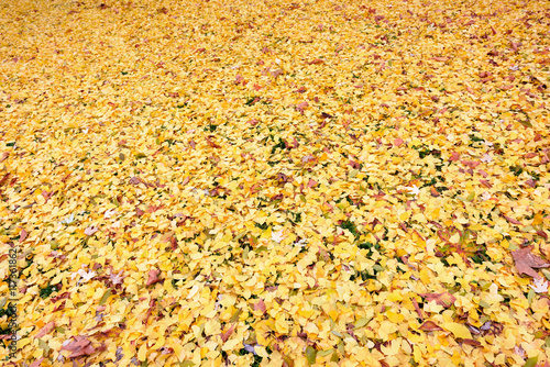 Golden Leaves Background in Autumn. Stadpark, Vienna, Austria