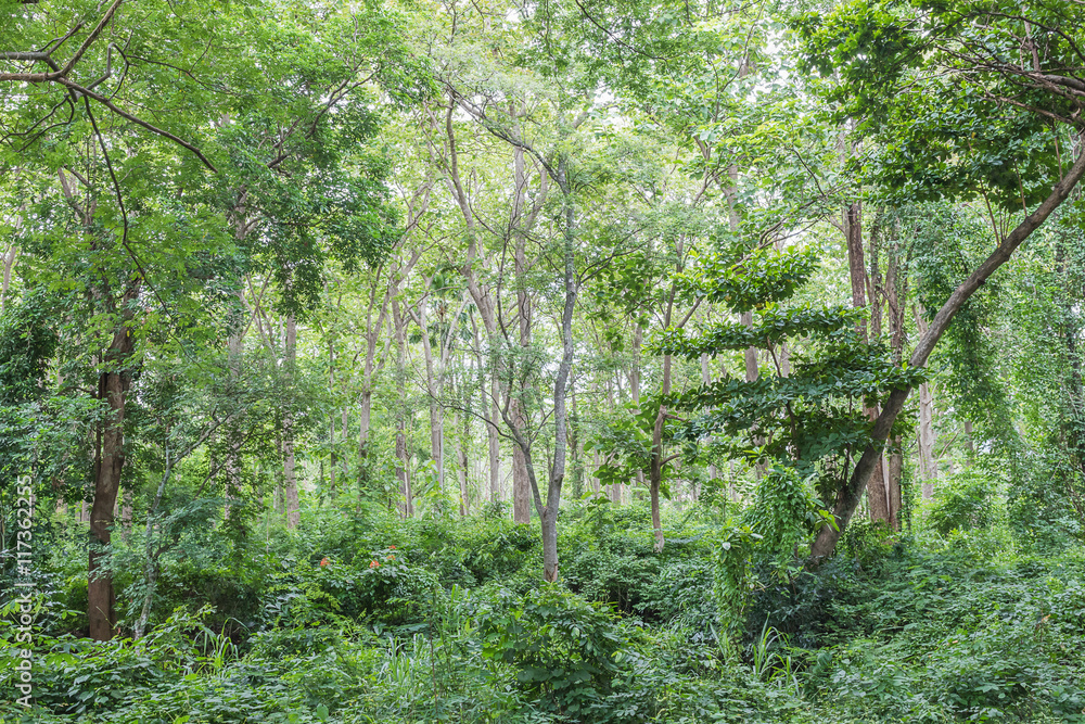 Obraz premium Tropical rainforest jungle in Thailand