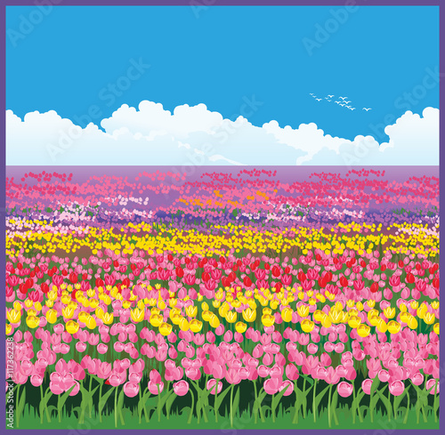 field of tulips